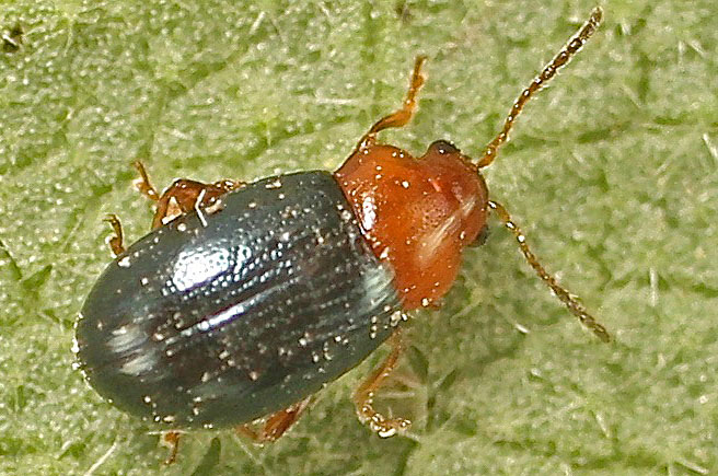 A Chrysomelid from Malta; Podagrica sp.