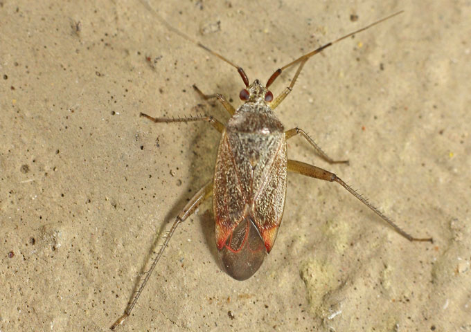 Miridae: Closterotomus annulus - from Cyprus