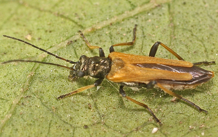 An Oedemerid from Malta - Oedemera simplex