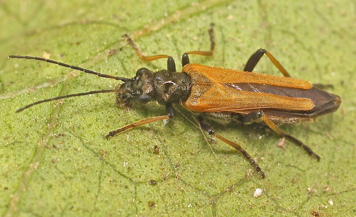 An Oedemerid from Malta - Oedemera simplex