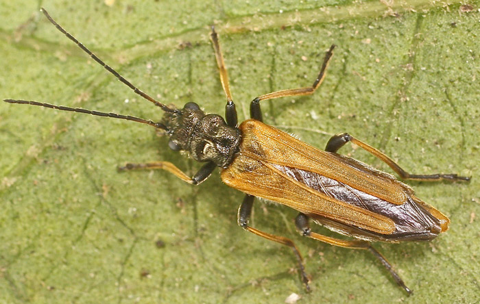 An Oedemerid from Malta - Oedemera simplex