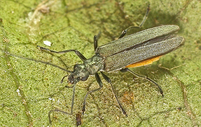 Oedemeridae from Malta:  Oedemera crassipes, female