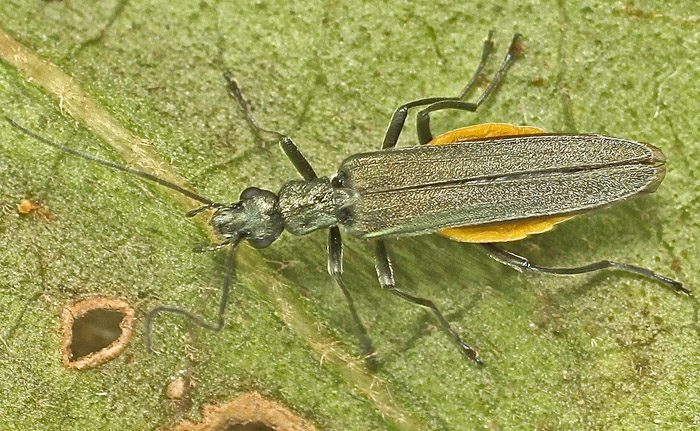 Oedemeridae from Malta:  Oedemera crassipes, female