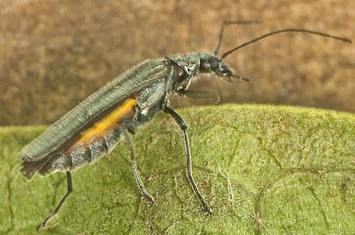 Oedemeridae from Malta:  Oedemera crassipes, female