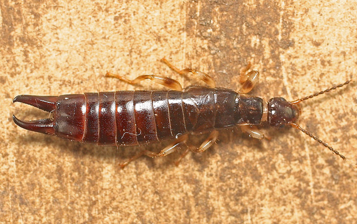 An earwig from Malta:  Euborellia annulipes (Anisolabididae)