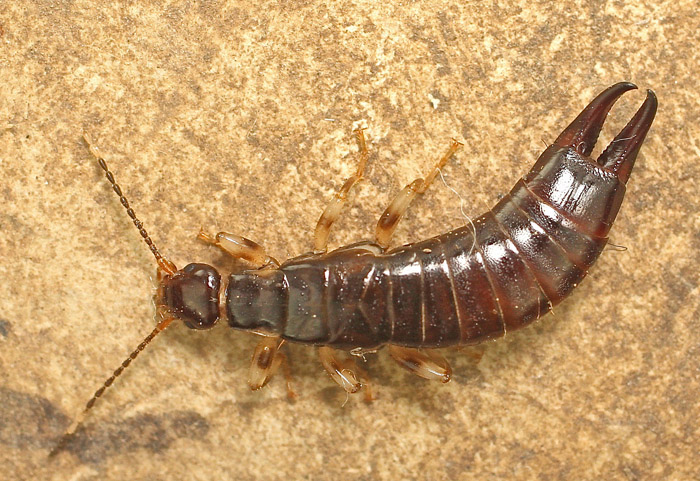 An earwig from Malta:  Euborellia annulipes (Anisolabididae)