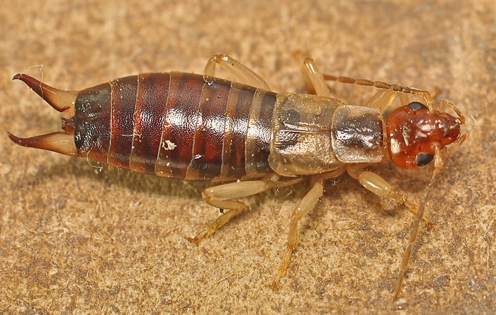 Another Earwig from Malta:  Forficula decipiens, femmina