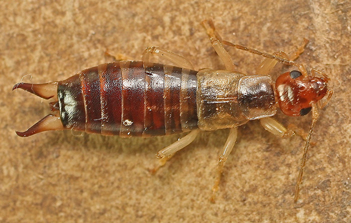 Another Earwig from Malta:  Forficula decipiens, femmina