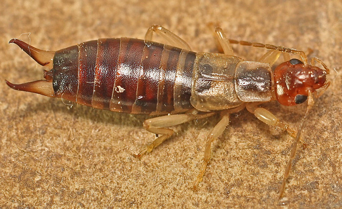 Another Earwig from Malta:  Forficula decipiens, femmina