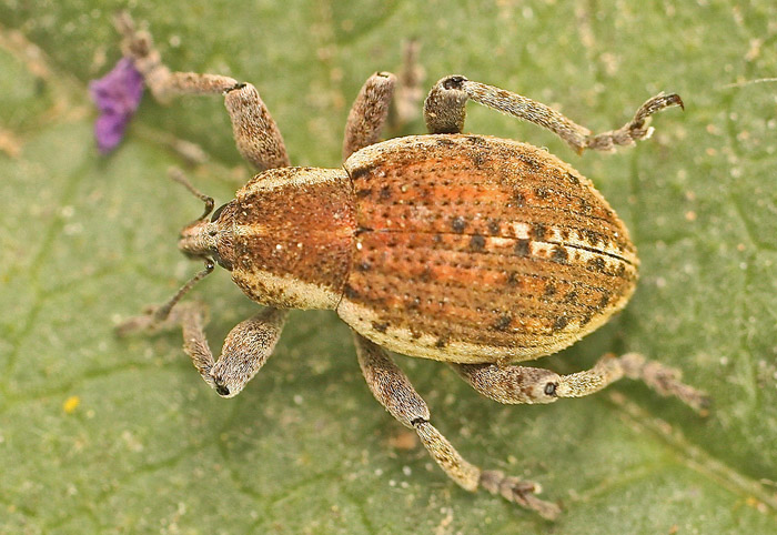 A weevil species from Malta: Donus philanthus