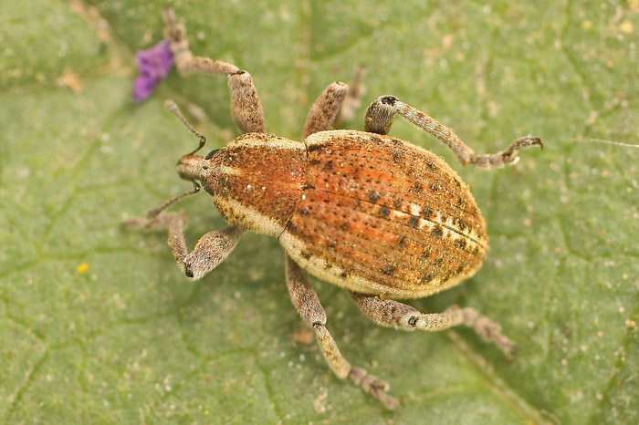 A weevil species from Malta: Donus philanthus