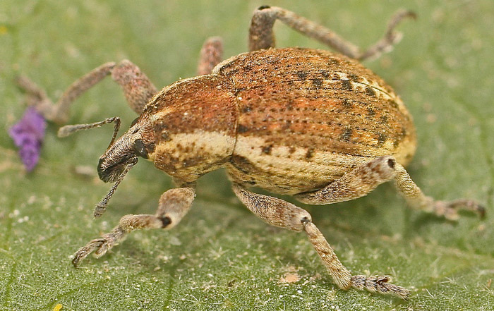 A weevil species from Malta: Donus philanthus