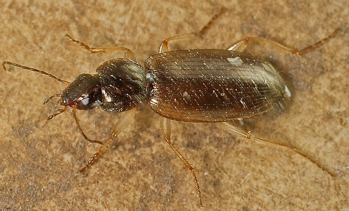 A Carabid from Malta:  Olisthopus cfr. fuscatus