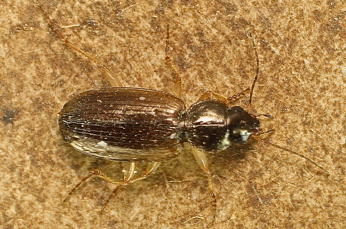 A Carabid from Malta:  Olisthopus cfr. fuscatus