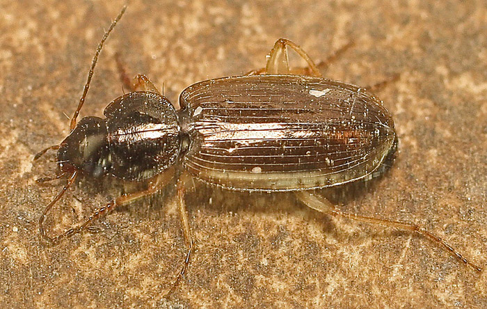 A Carabid from Malta:  Olisthopus cfr. fuscatus