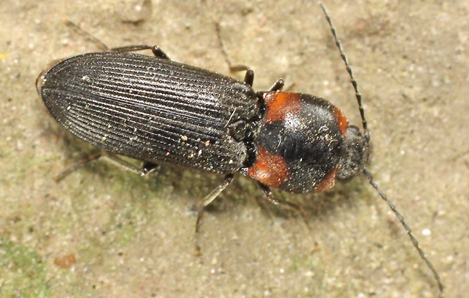 An Elaterid species from Cyprus: Cardiophorus sacratus