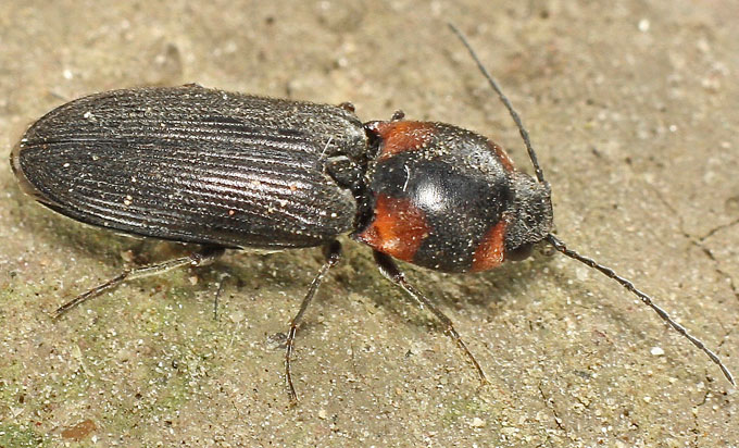 An Elaterid species from Cyprus: Cardiophorus sacratus