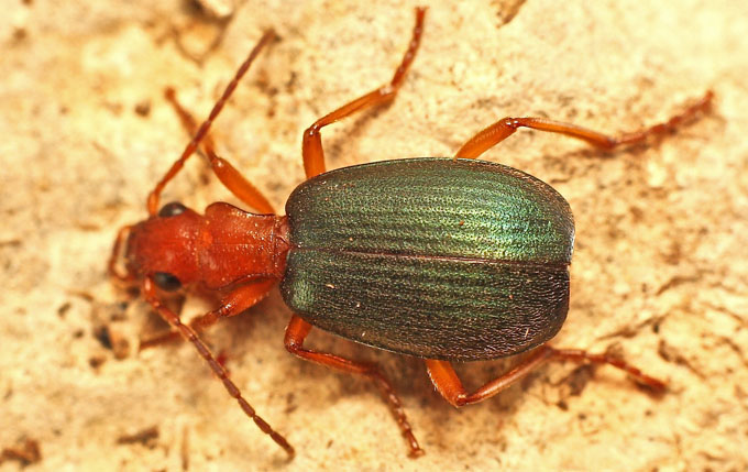 Carabidae:  Brachinus crepitans from Cyprus