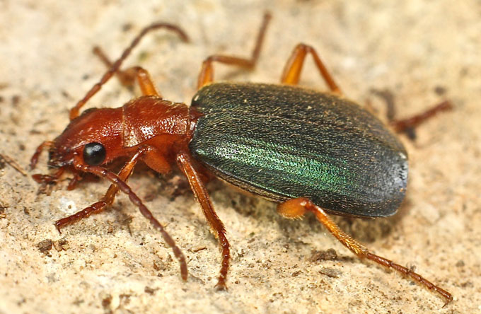 Carabidae:  Brachinus crepitans from Cyprus