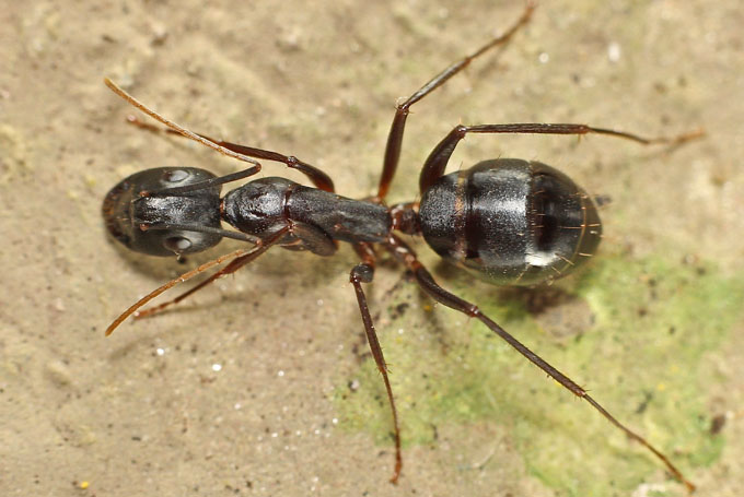 Large ant species from Cyprus