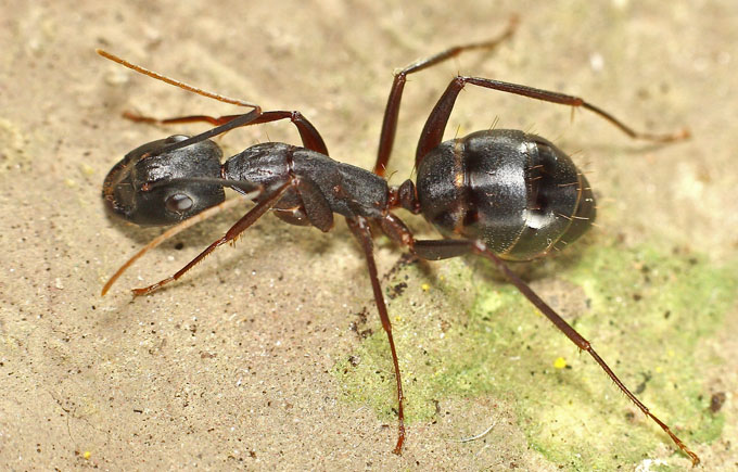 Large ant species from Cyprus