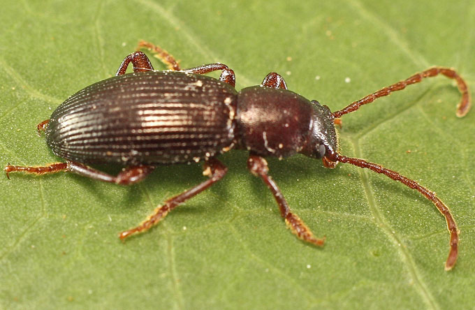 Catomus hesperides, maschio  (Tenebrionidae)   from Cyprus