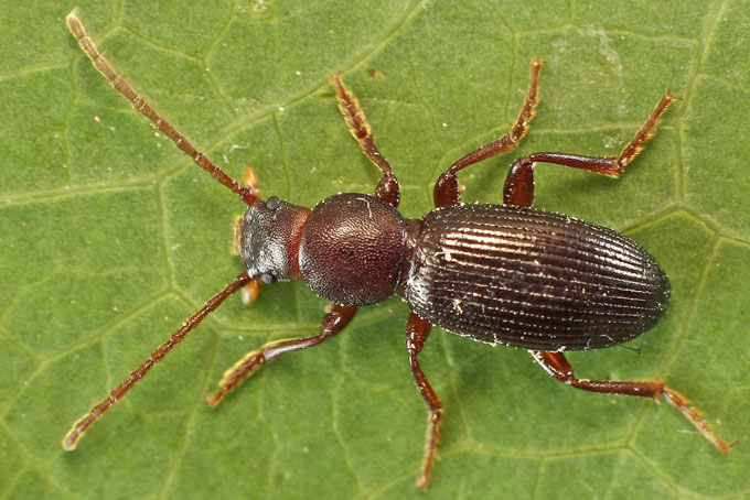 Catomus hesperides, maschio  (Tenebrionidae)   from Cyprus