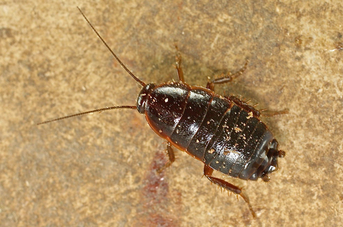 A cockroach from Malta - species 1
