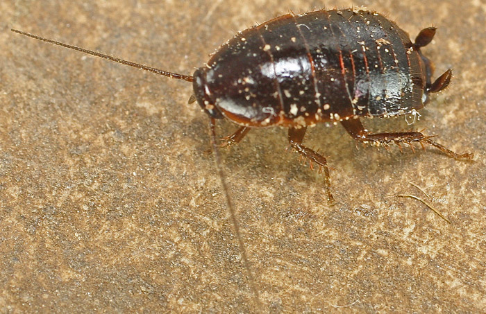 A cockroach from Malta - species 1