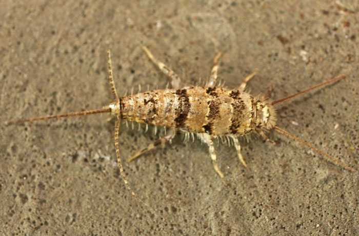 A Bristletail species from Cyprus: Thermobia aegyptiaca (Lepismatidae)