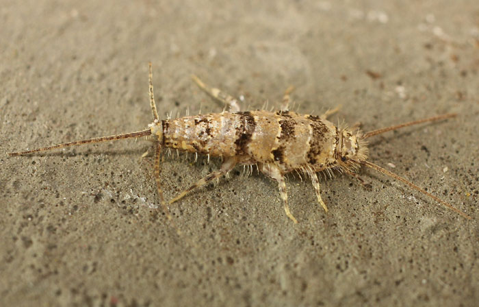 A Bristletail species from Cyprus: Thermobia aegyptiaca (Lepismatidae)