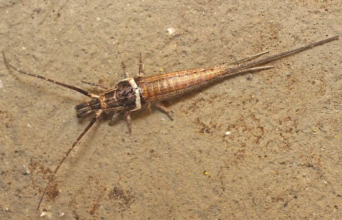 A Bristletail species from Cyprus: Silvestrichilis trispina (Microcoryphia Machilidae)