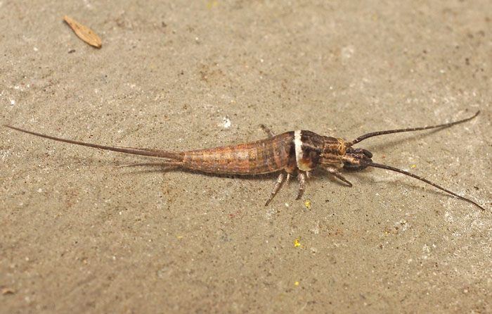 A Bristletail species from Cyprus: Silvestrichilis trispina (Microcoryphia Machilidae)