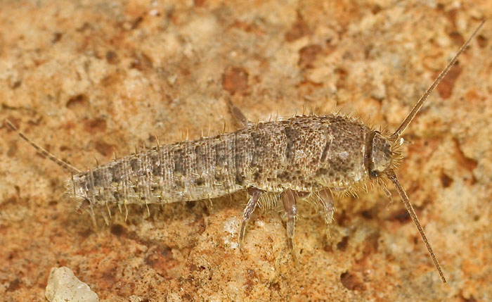A bristletail species from Malta