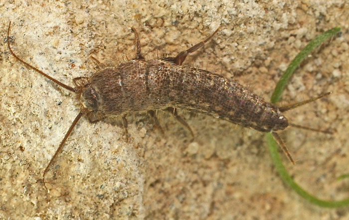 A bristletail species from Cyprus