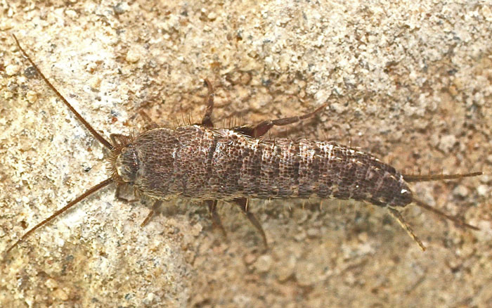 A bristletail species from Cyprus