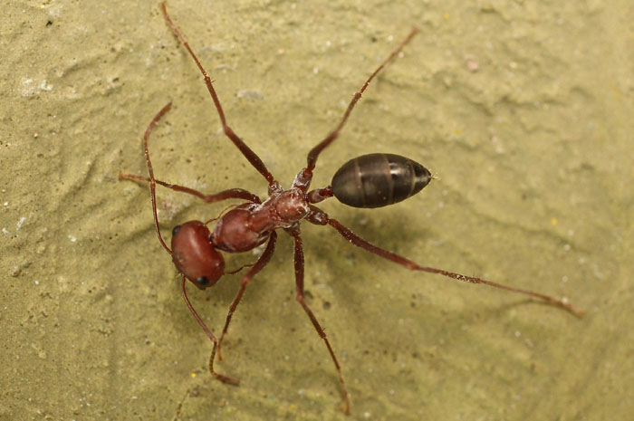 a large long-legged ant species from Cyprus
