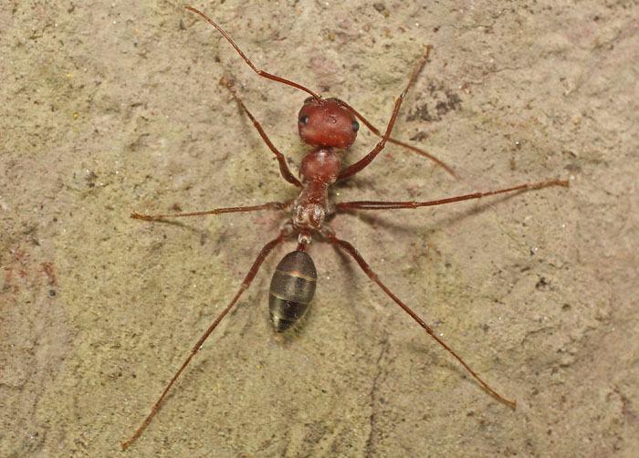 a large long-legged ant species from Cyprus