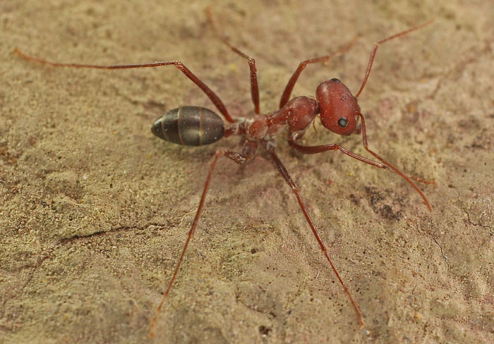 a large long-legged ant species from Cyprus