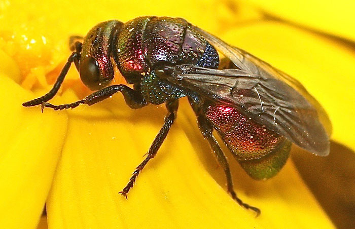 A chrysid species from Cyprus: Holopyga fervida