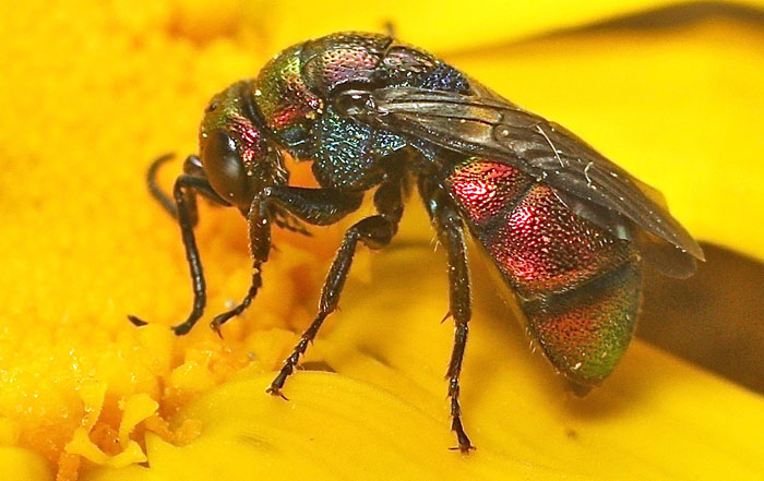 A chrysid species from Cyprus: Holopyga fervida