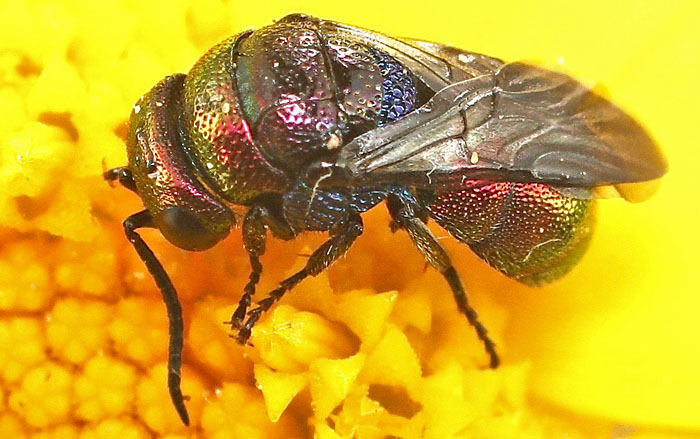 A chrysid species from Cyprus: Holopyga fervida