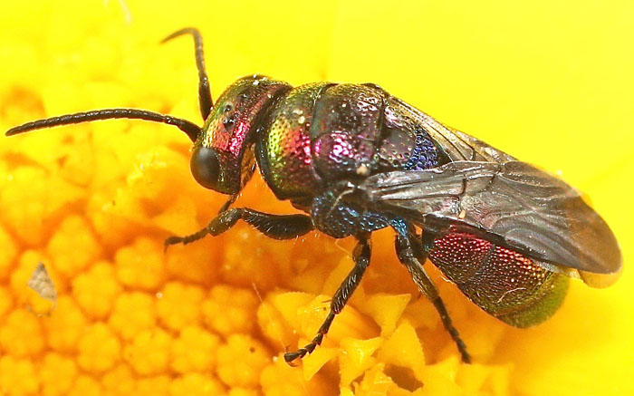 A chrysid species from Cyprus: Holopyga fervida