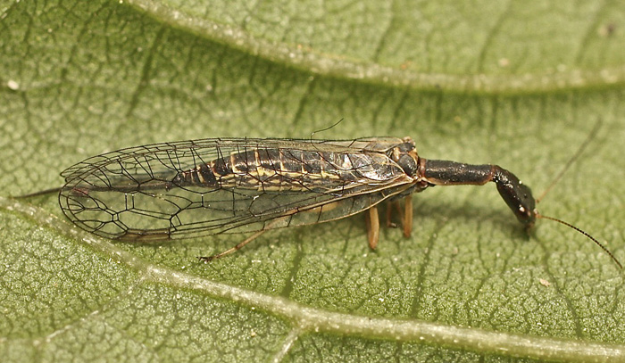 A snakefly species from Cyprus:  Ulrike syriaca, femmina