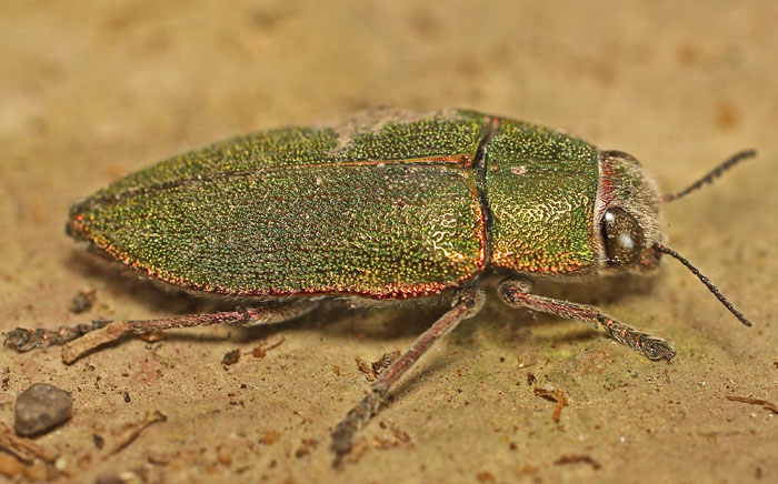 A buprestid species from Cyprus