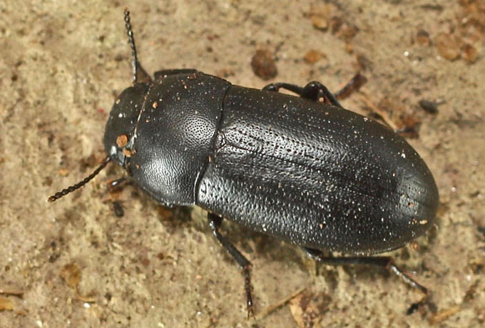 from Cyprus: Tenebrionidae Opatrini: cfr. Opatroides sp.