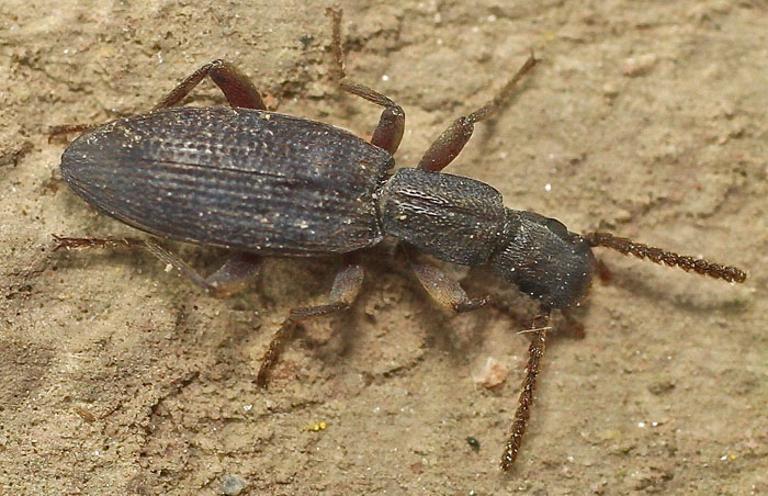 from Cyprus: Tenebrionidae Stenosini: cfr. Stenosis sp.