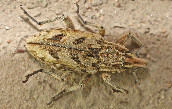 a distinctive looking weevil from Cyprus