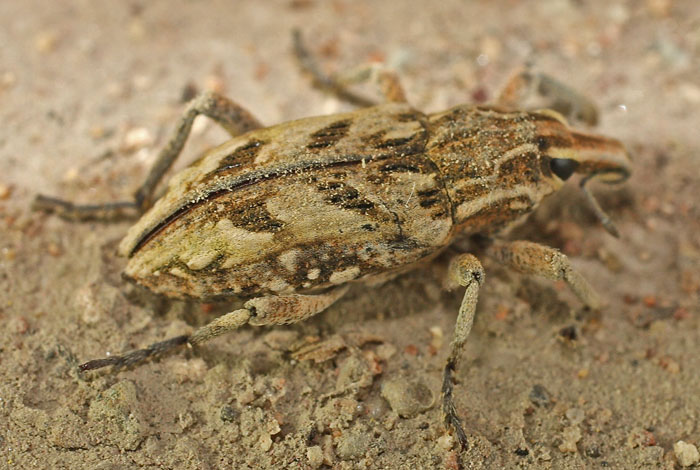 a distinctive looking weevil from Cyprus