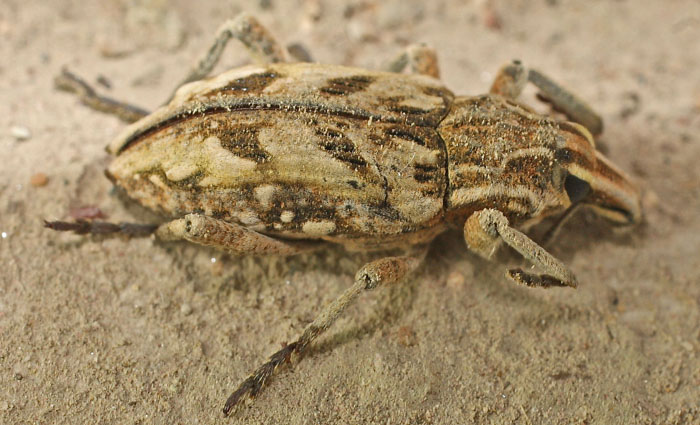 a distinctive looking weevil from Cyprus